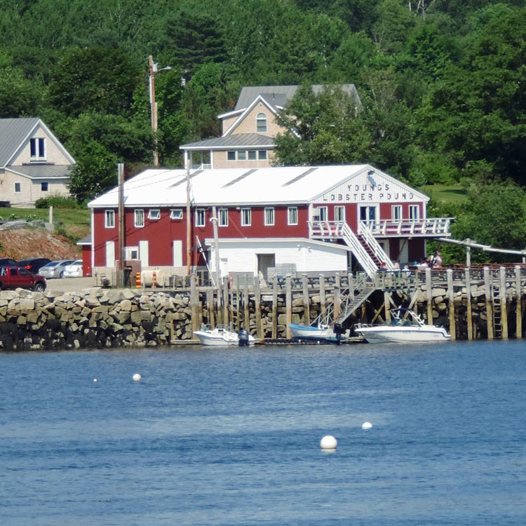 youngs lobster pound restaurant maine